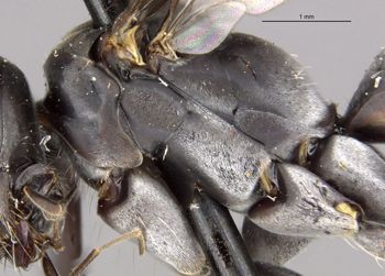 Media type: image;   Entomology 26649 Aspect: thorax lateral
